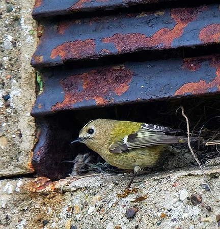 Goldcrest