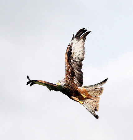 Red Kite