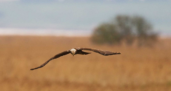 Marsh Harrier