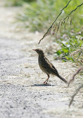 Meadow Pipit