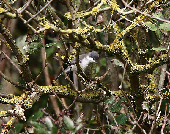Lesser Whitethroat