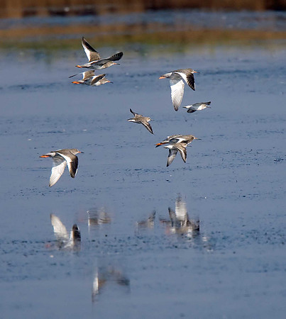 Redshanks & grey plover