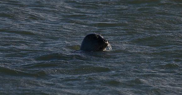 Seal