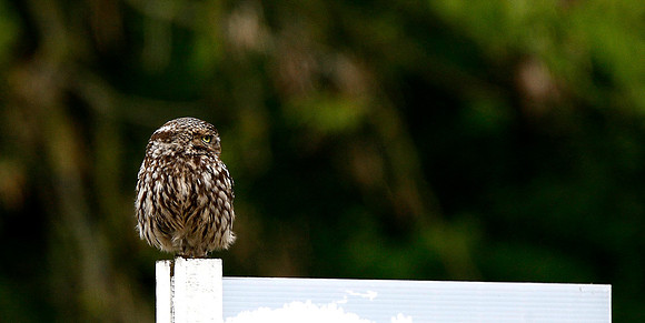 Little Owl