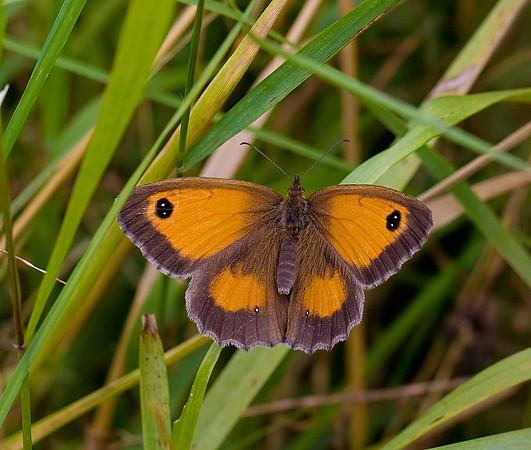 Gatekeeper
