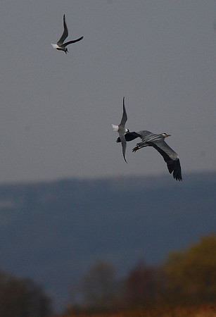 Heron and black-headed gulls