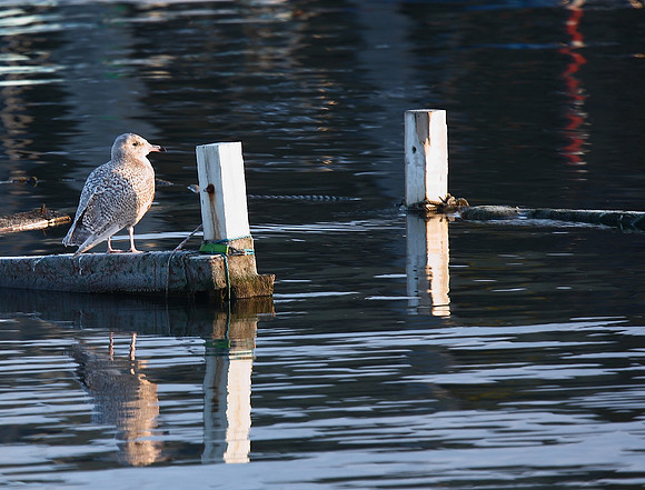 Glaucous Gull