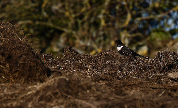 Ring Ouzel