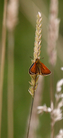 Small Skipper