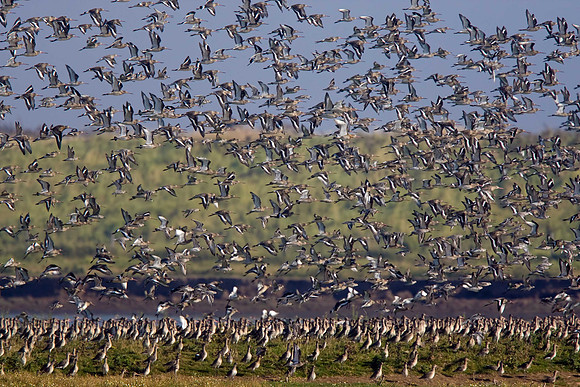 Mainly Black-tailed Godwit