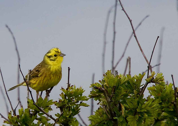 Yellowhammer