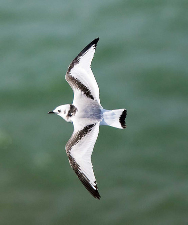 Kittiwake