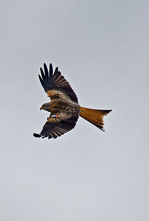 Red Kite