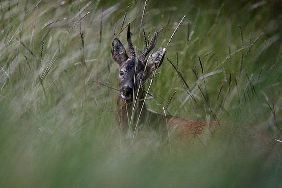 Roe Deer