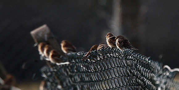 Twite