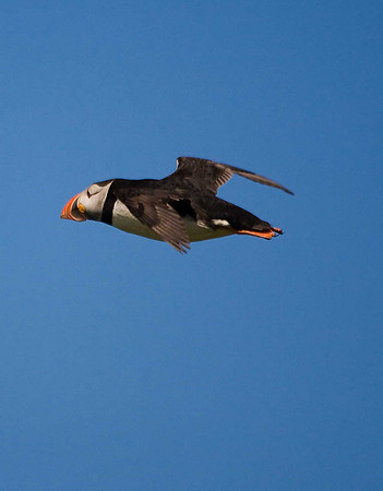 Puffin