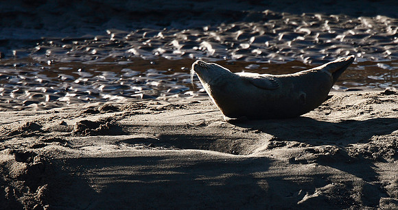 Seal