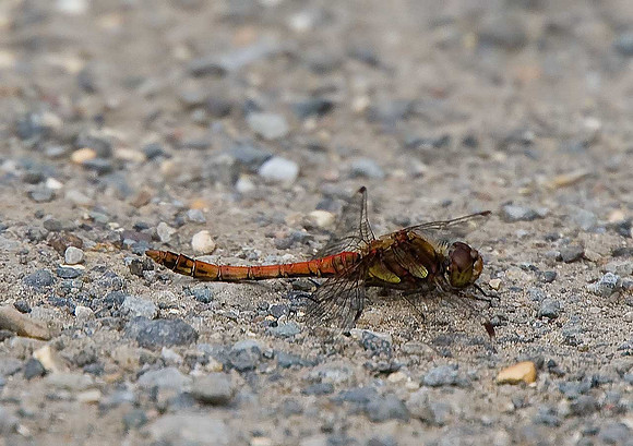 Ruddy Darter