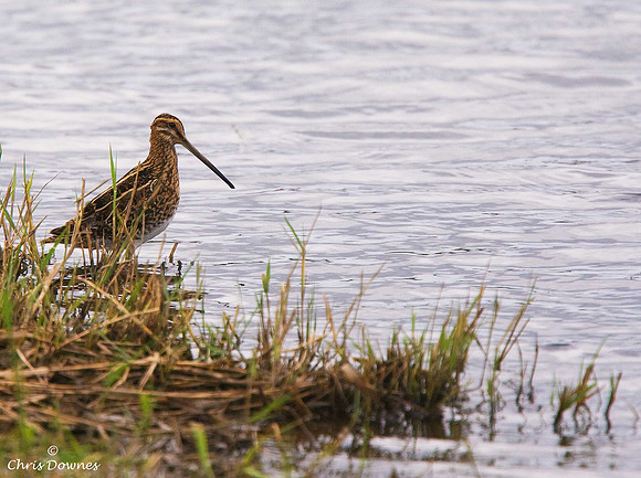 Common Snipe