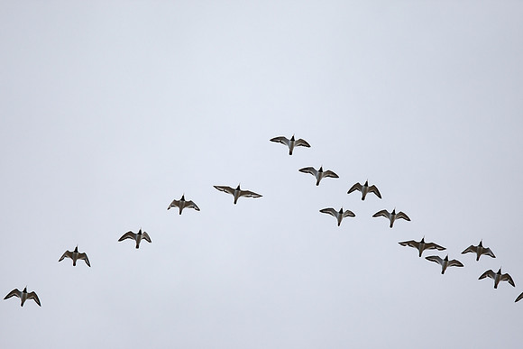 Oystercatchers