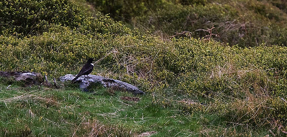 Ring Ouzel