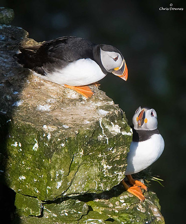 Puffin