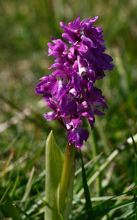 Early Purple Orchid
