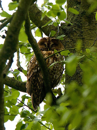 Tawny Owl
