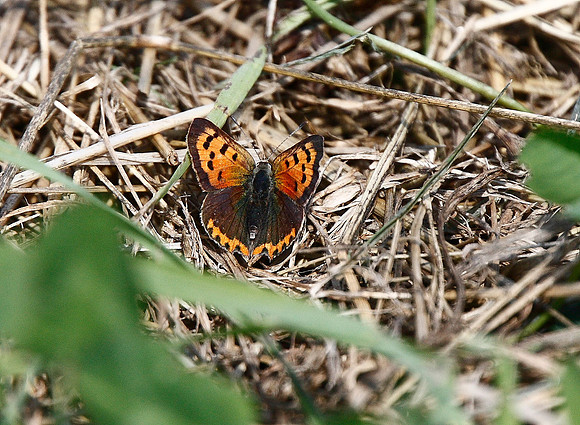 Small Copper