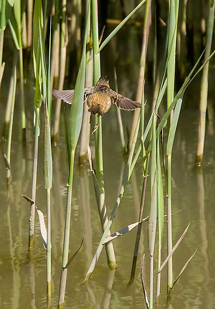 Reed Warbler