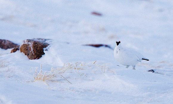 Ptarmigan
