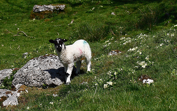 Lamb