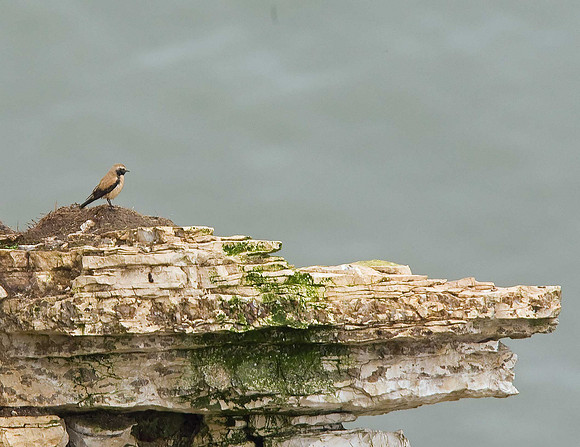 Desert Wheatear