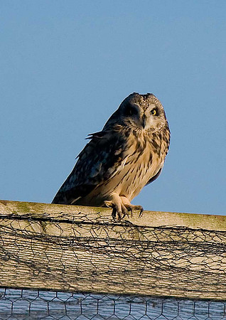 Short-eared Owl