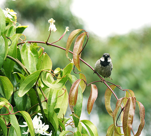House Sparrow