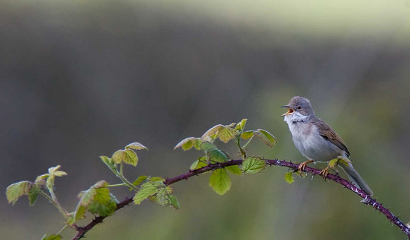 Whitethroat
