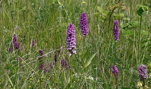 Marsh Orchid
