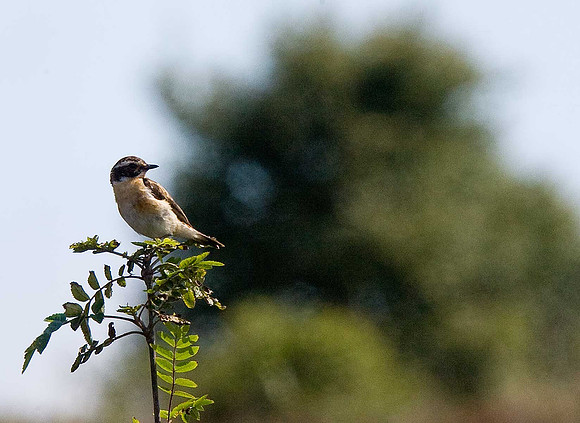 Whinchat