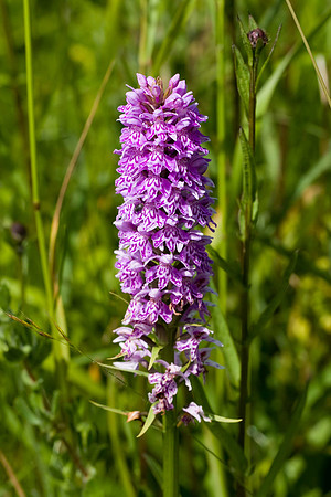 Common Spotted Orchid WQ