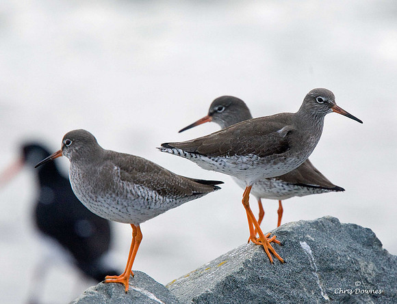 Redshanks