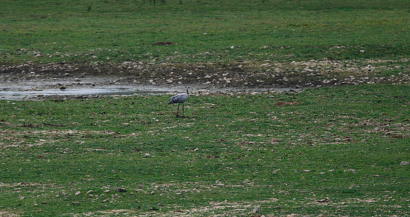 Common Crane