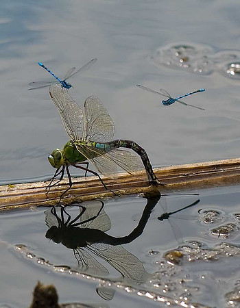 Emperor Dragonfly female