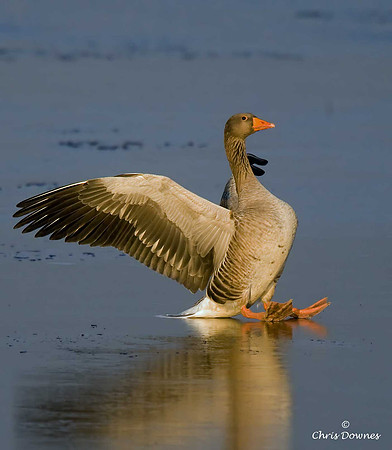 Greylag  Goose
