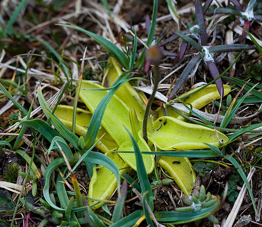 Common butterwort - Pinguicula vulgaris Unst