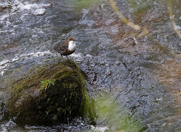 Dipper