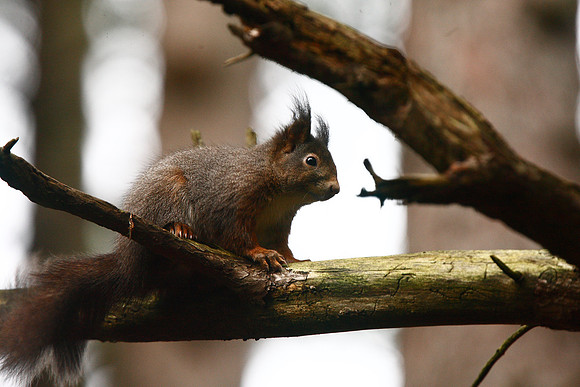 Red Squirrel