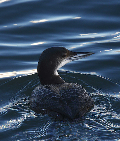 Great Northern Diver