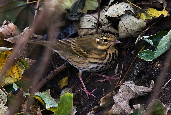 Olive-backed Pipit