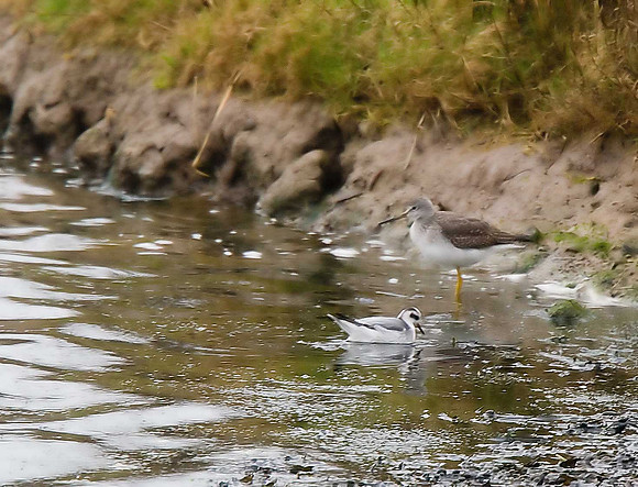 Greater Yellowlegs with Grey Phalarope