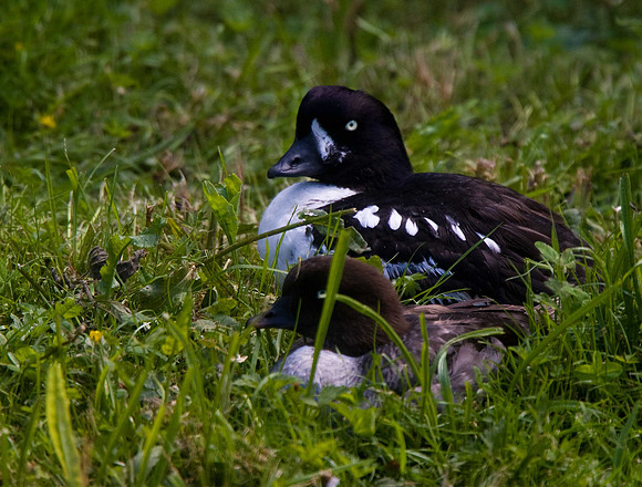 Barrow's Goldeneye
